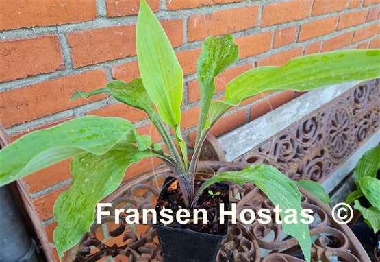 Hosta Lipstick Sister